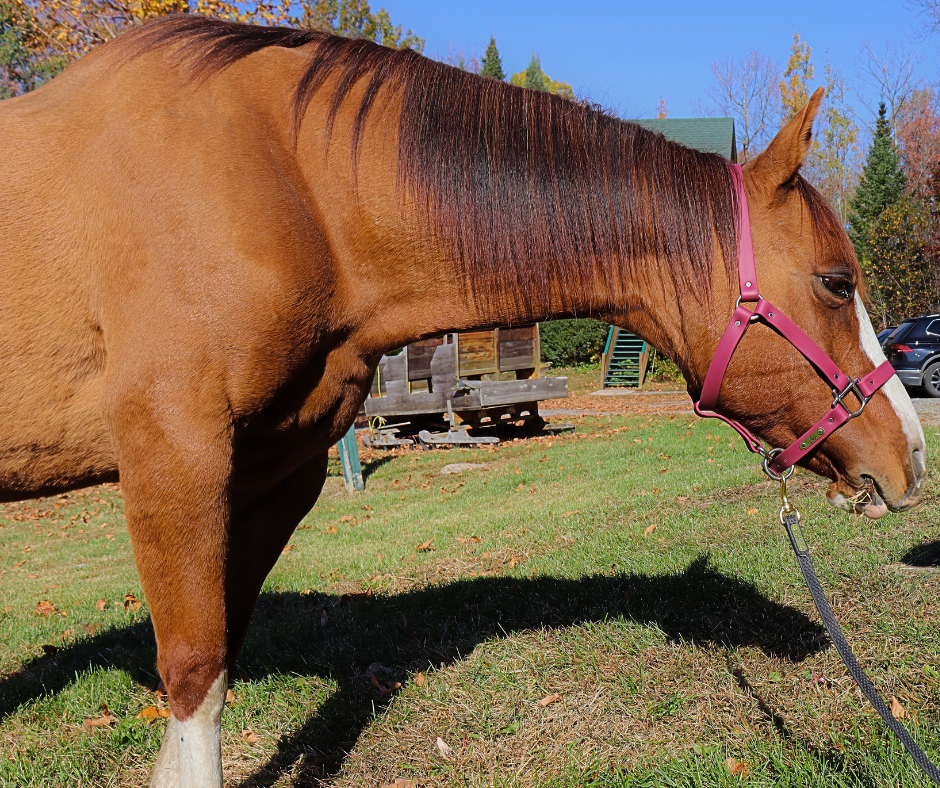 Laisse Anti-dérapante 8' pour chevaux