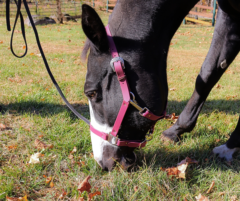 Laisse Anti-dérapante 8' pour chevaux